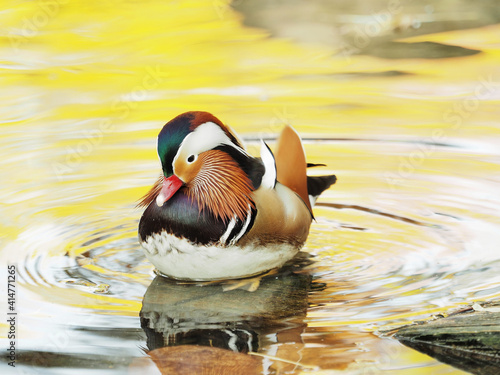 Wunderschöne Männchliche Mandarinenente (Aix galericulata), sehr auffällig bunt , die allein in der Mitte eines kleinen Teiches schwimmt photo