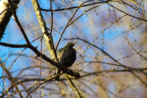black starling screaming on a branch