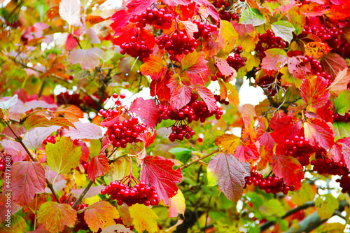 nature autumn season red tree
