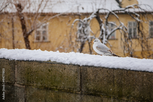 Little gull on the railing of stone medieval Charles Bridge in winter day, Karluv most under snow, Protected by UNESCO, national cultural landmark, Prague, Czech Republic