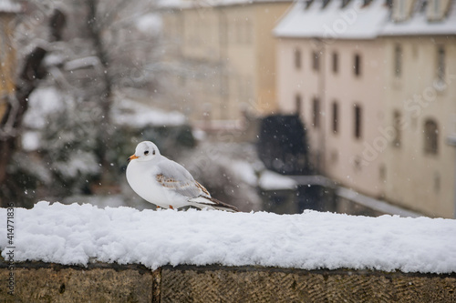 Little gull on the railing of stone medieval Charles Bridge in winter day, Karluv most under snow, Protected by UNESCO, national cultural landmark, Prague, Czech Republic photo