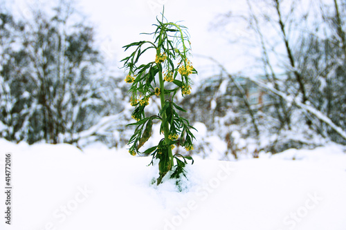 Winter living flower plant made of snow