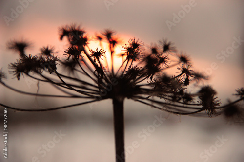 landscape nature plant sunset autumn