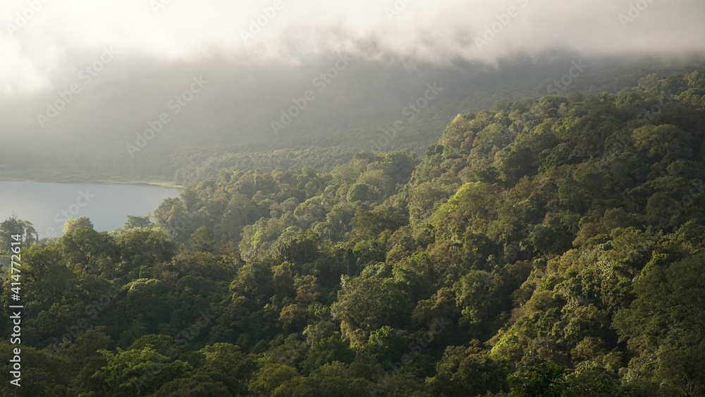 Fototapeta premium Lush jungle and tree landscapes in the Northern Mountains of Bali Island in Indonesia.
