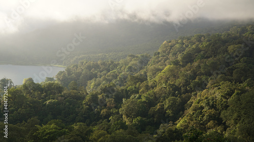 Fototapeta Naklejka Na Ścianę i Meble -  Lush jungle and tree landscapes in the Northern Mountains of Bali Island in Indonesia.