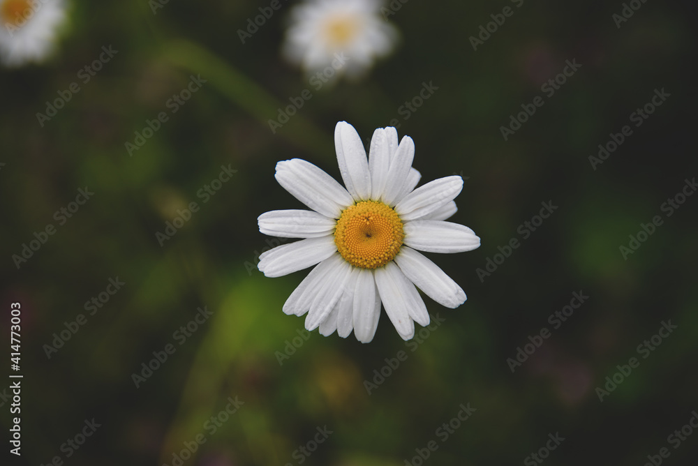 Obraz premium daisy in the grass