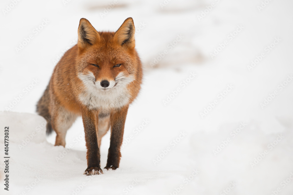 Obraz premium Volpe affamata con sguardo furbo sulla neve che va a caccia