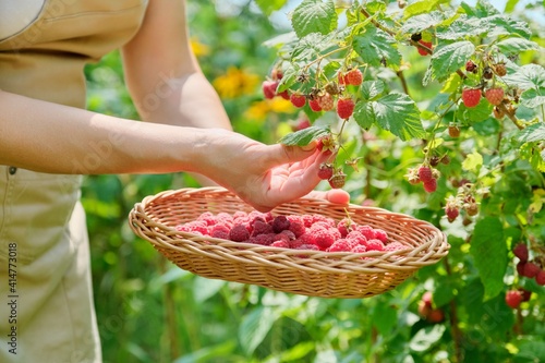 Woman's hands picking raspberries from bush in wicker basket