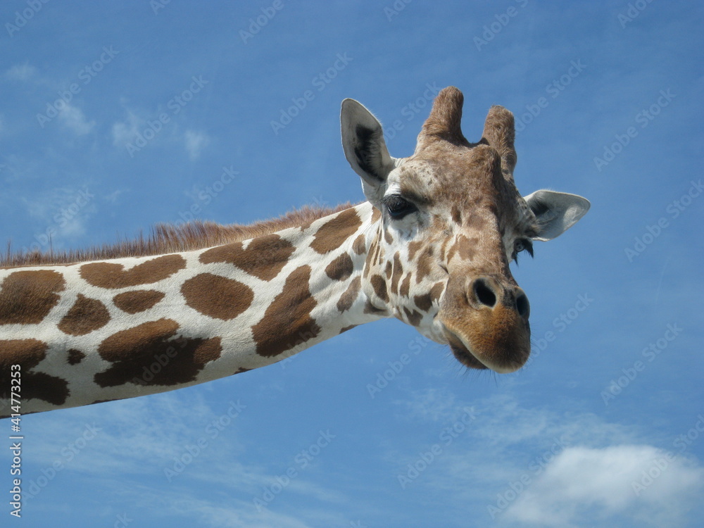 Obraz premium Giraffe