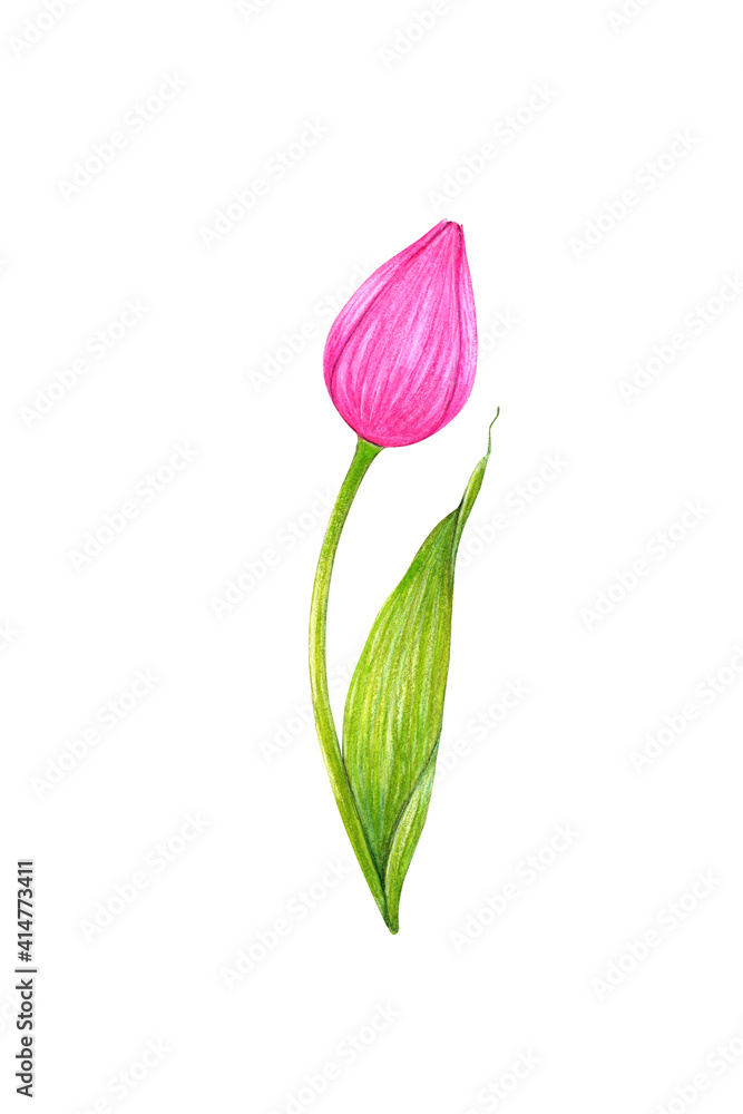 Pink tulip. Watercolor illustration on a white background.