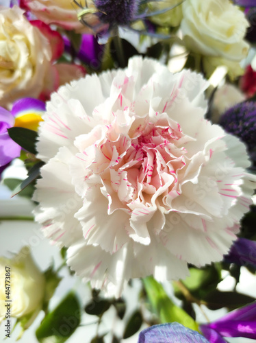 White carnation with pink splashes close-up on the background of a bouquet of flowers in a blur. A holiday, a gift.