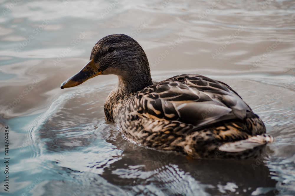 duck on the water duck on the water