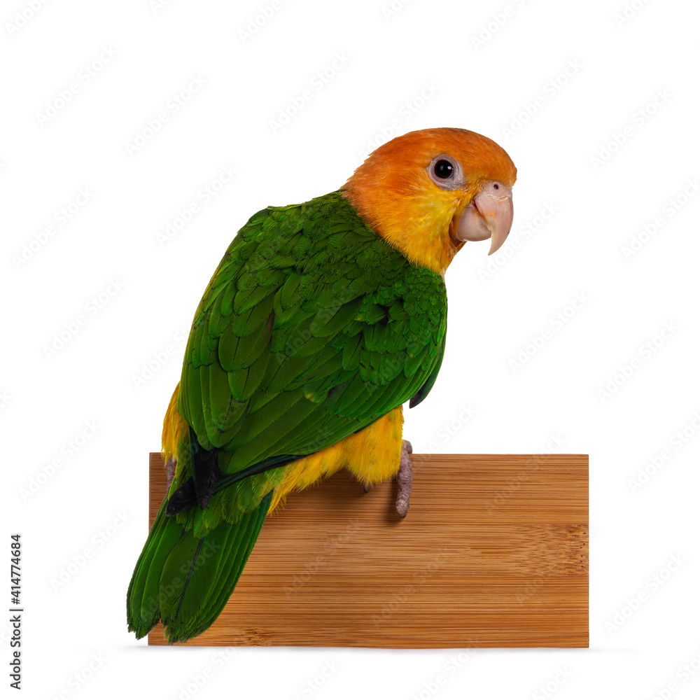 Young White bellied caique bird, sitting side ways on edge of wooden tray. Looking curious over shoulder towards camera. Isolated on white background.