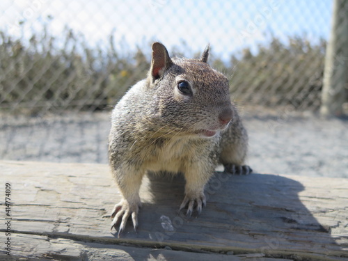 a squirrel in the Piedras Blancas State Marine Reserve in San Simeon in California in the month of October, USA photo