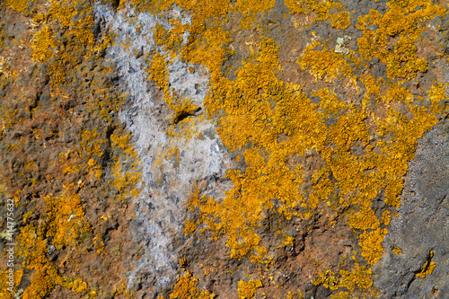 Musgo amarillo adherido a roca para fondos y texturas