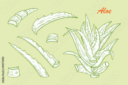 Hand drawn engraving style Aloe Vera plant set. Alternative medicine, treatment and body care with aloe vera ingredients. Vector illustration
