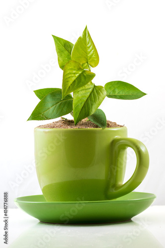 new life metaphor - green cup with plant