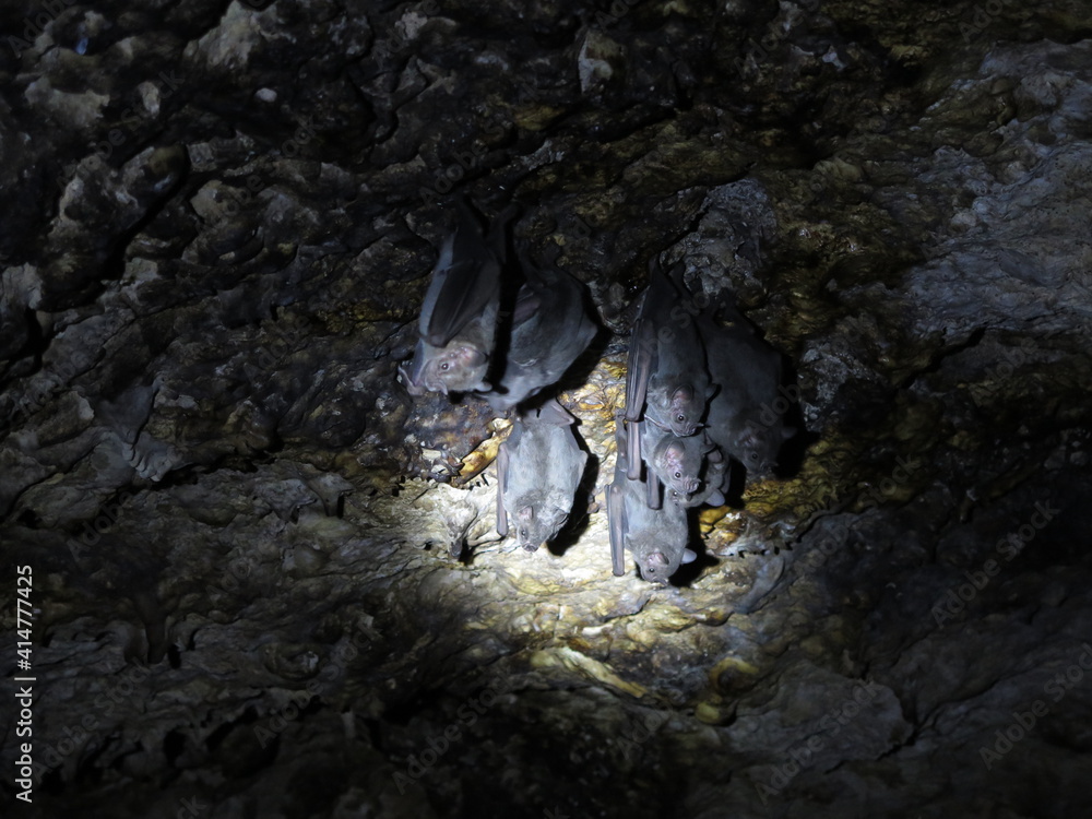bats in a cave close to the Bay of Pigs, Cuba, November bats in a cave close to the Bay of Pigs, Cuba, November