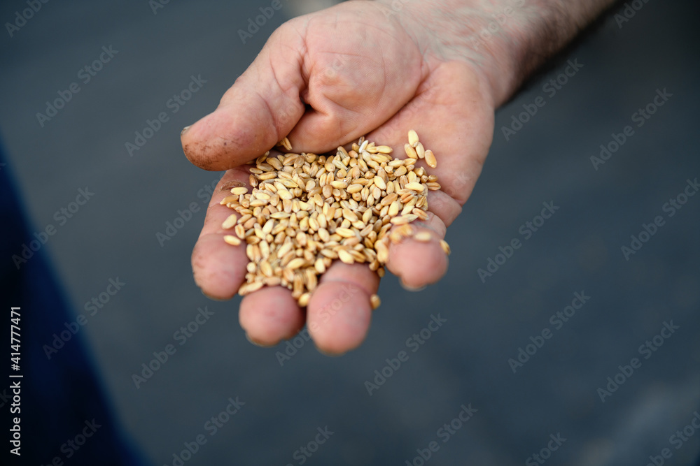 close up of authentic farmers hand with grains of wheat close up of authentic farmers hand with grains of wheat