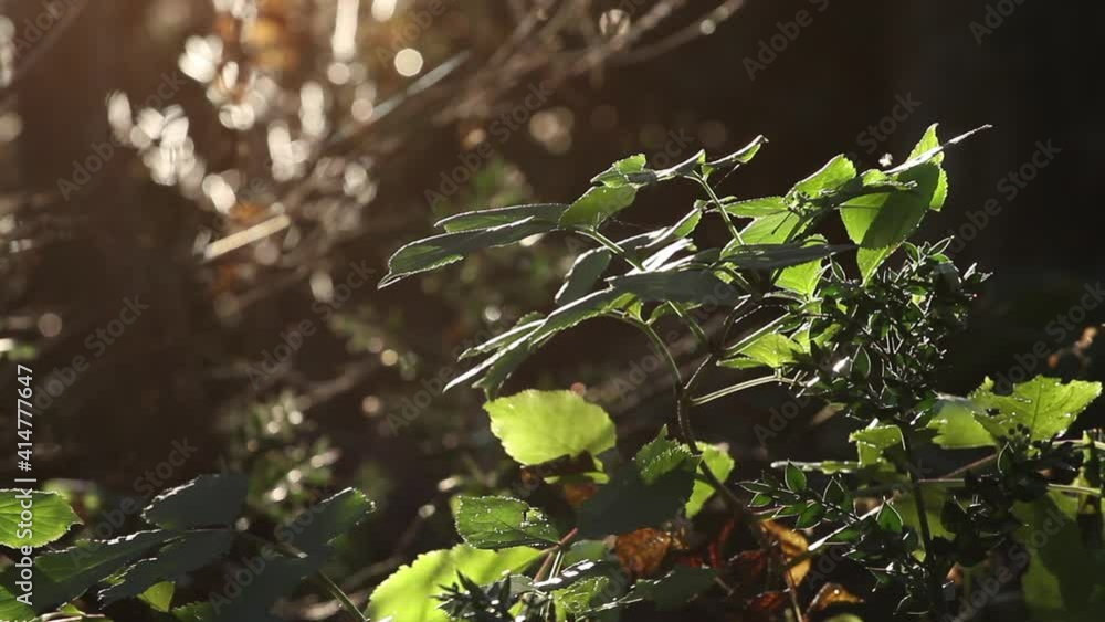 Plant in the undergrowth hit by the sun Plant in the undergrowth hit by the sun