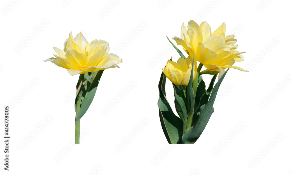 tree yellow tulips isolated on white tree yellow tulips isolated on white