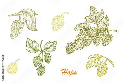 Hand drawn engraving style Hops set. Common hop or Humulus lupulus branch with leaves and cones. Vector illustration

