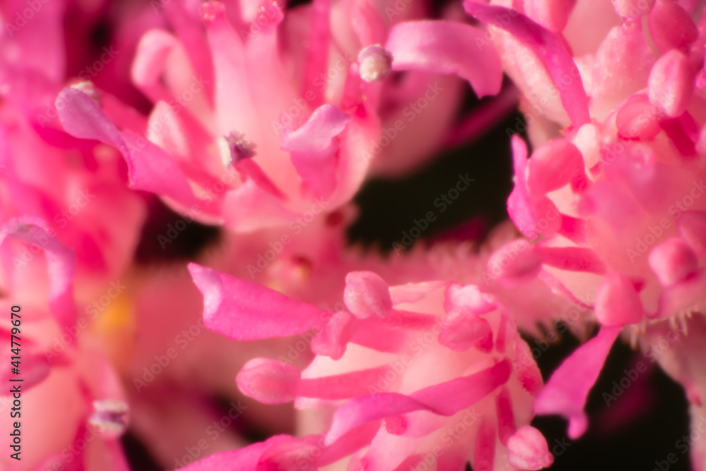 Spring blossom background. Beautiful nature scene with blooming tree on black background. Soft focus Spring blossom background. Beautiful nature scene with blooming tree on black background. Soft focus