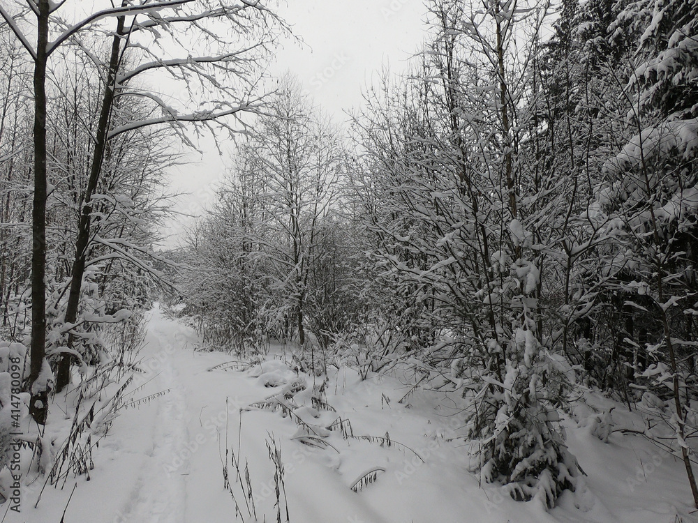 Fototapeta premium Thin track in the winter forest
