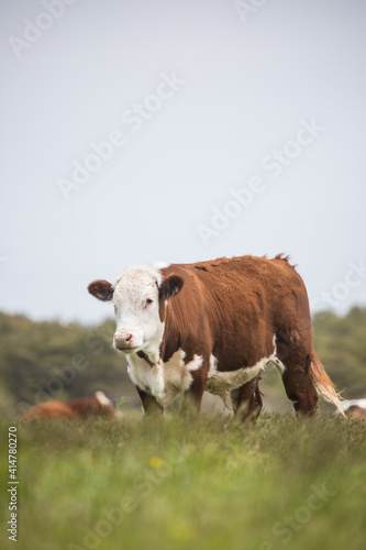 cow in the field © Steven