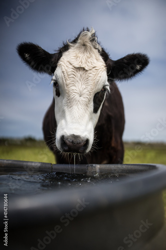 portrait of a cow