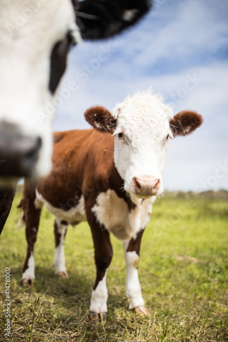cow in a field © Steven
