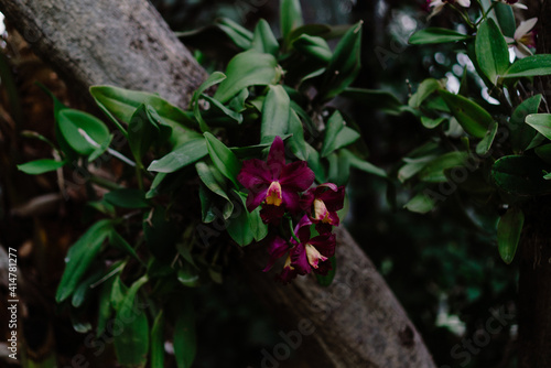 Selective focus shot of beautiful purple cattleya orchids