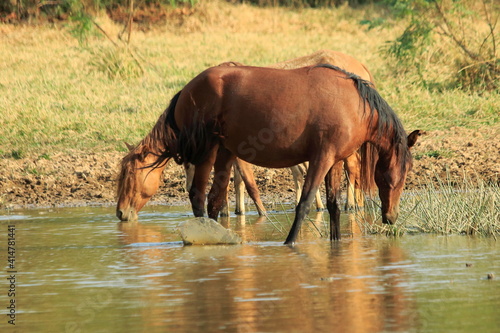 horses in the river