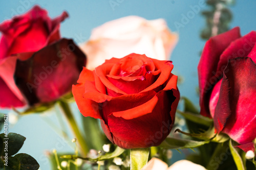 red rose