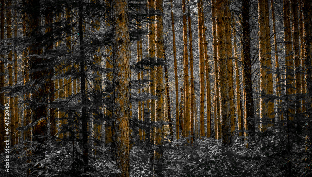 Obraz premium Pine Forest (in white)