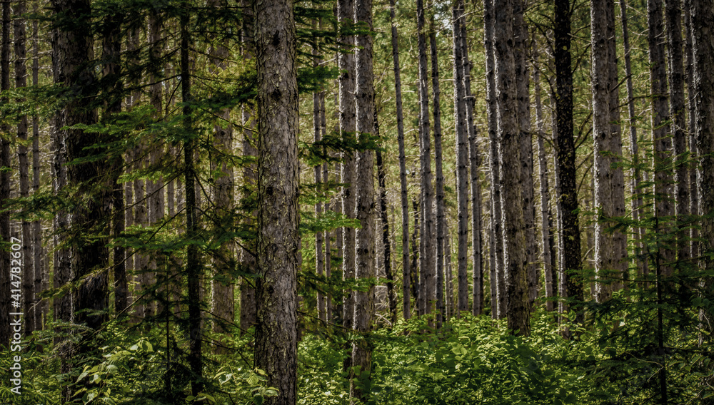 Pine Forest Pine Forest