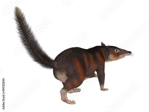 Cronopio Mammal Tail - Cronopio is an extinct carnivorous mammal that lived in South America during the Cretaceous Period. © Catmando
