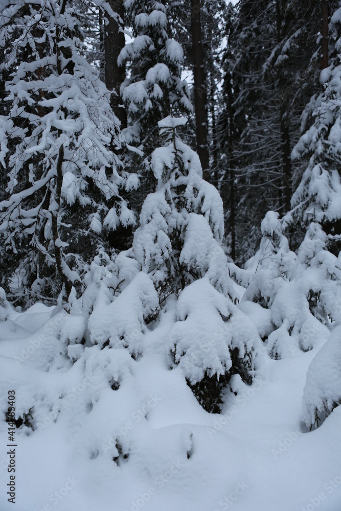 forest in winter forest in winter
