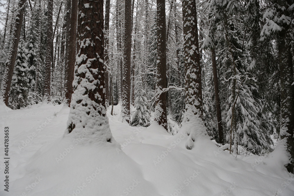 forest in winter forest in winter