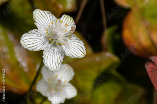 Close Look at the Petals of a Delicate White Bog Star