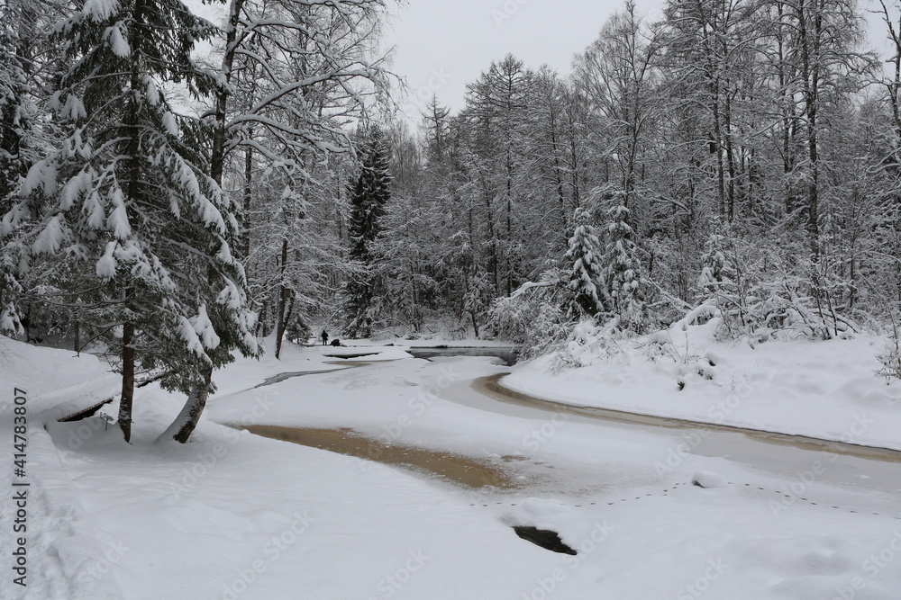 forest in winter forest in winter