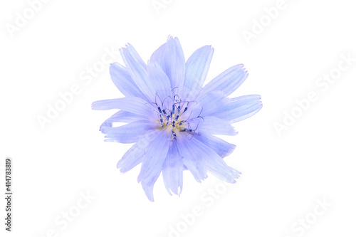 Chicory blue flower plant isolated on white background