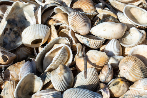 浜辺に打ち上げられた大量の貝殻の写真