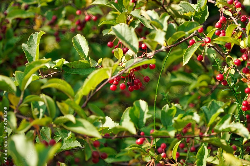 snowball bush with red berries and green leaves