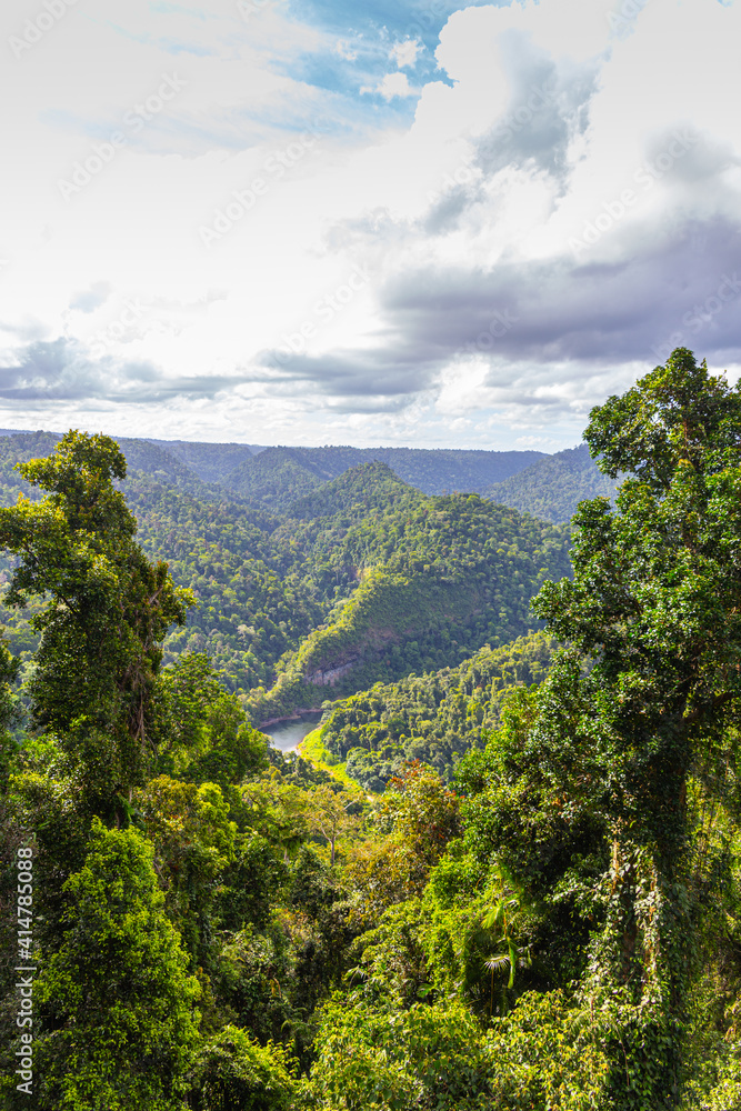 Fototapeta premium Trees in the Mamu Rainforest in Queensland, Australia