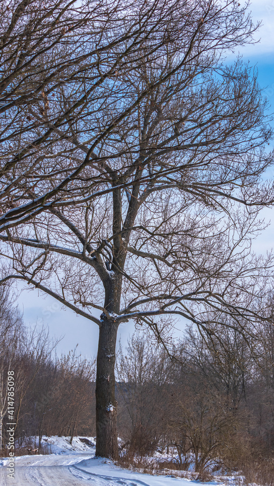 lonely tall tree on the roadside during winter lonely tall tree on the roadside during winter