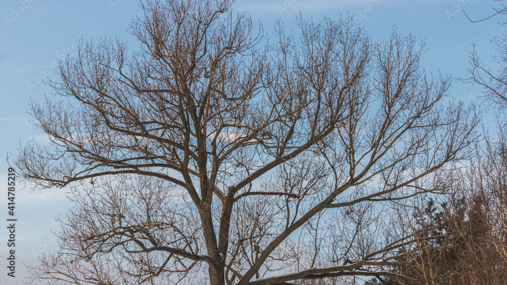 tree crown against the sky during winter in poland tree crown against the sky during winter in poland