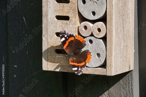 red admiral butterfly sitting on a wooden wall, bug hotel