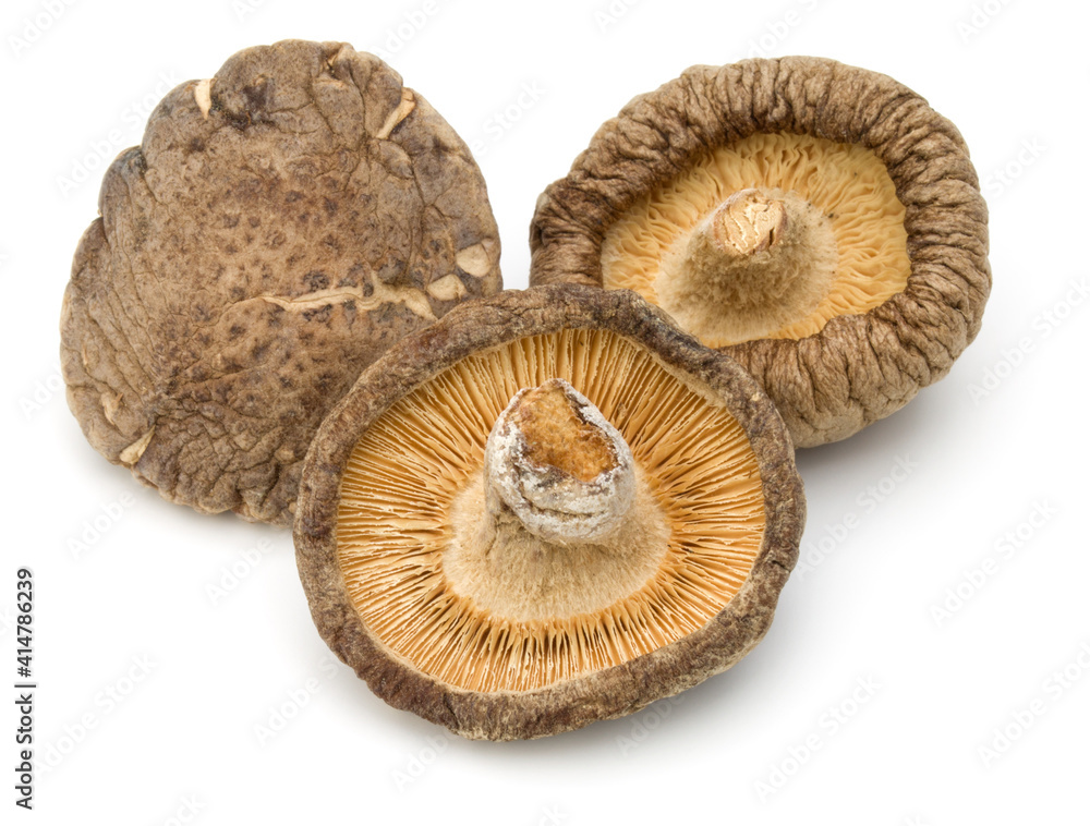 Dried Shiitake Mushroom isolated on white background Dried Shiitake Mushroom isolated on white background