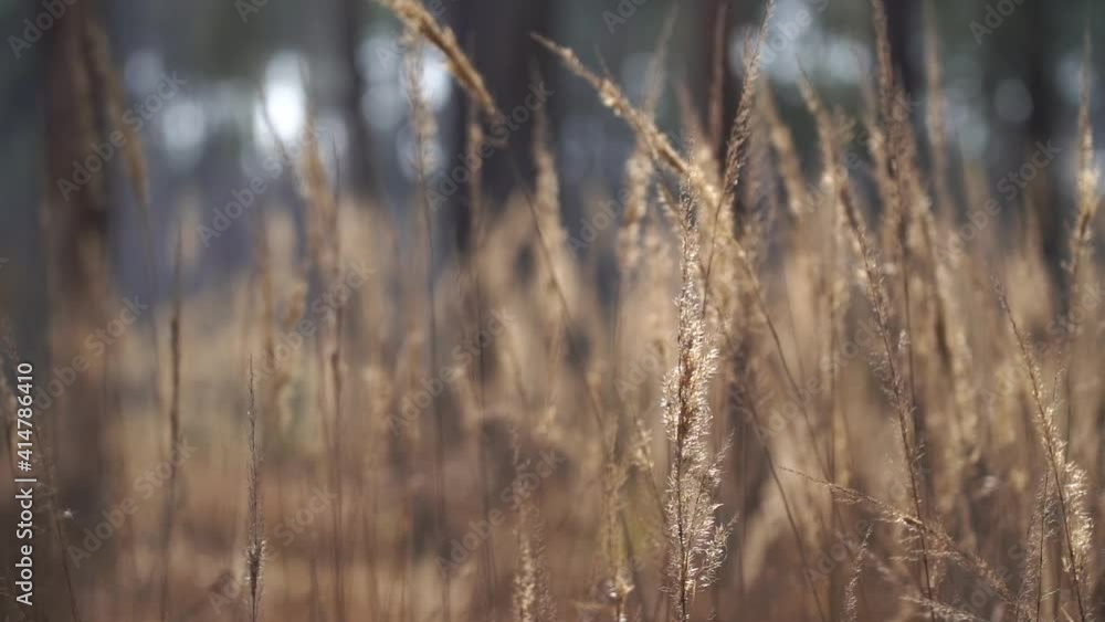 A close up of dry grass moving by wind. environment and nature A close up of dry grass moving by wind. environment and nature